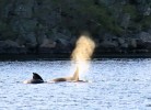 5 Orkas vor dem Helvikfjord, ein seltenes Zusammentreffen