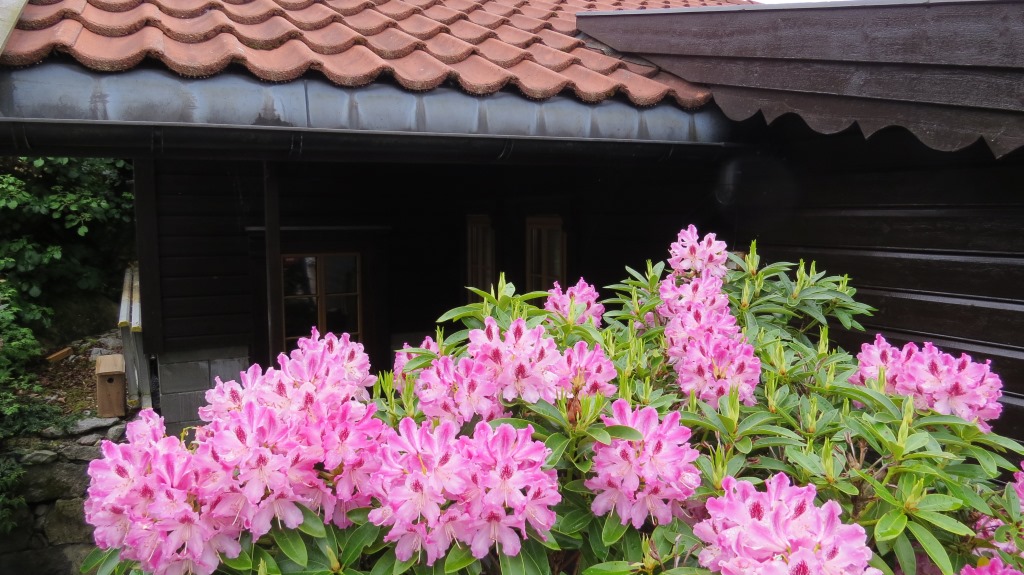 Rhododendren im Mai u. Juni überall